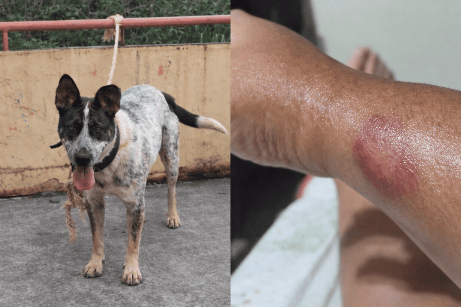Cachorro com coleira invade escola no Jardim Santa Maria III e deixa alunos e funcionários feridos